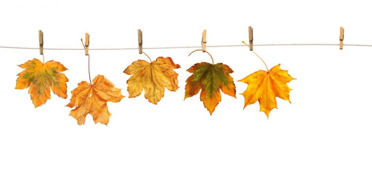 Herbstdeko selber machen _ canstockphoto29426947