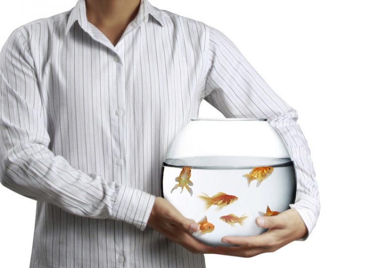 Umzug mit Aquarium