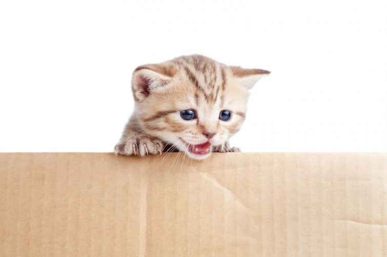 umziehen mit Katzen - canstockphoto9405670 (1)